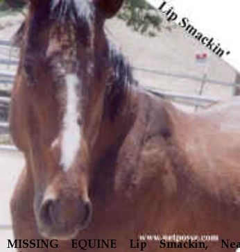 MISSING EQUINE Lip Smackin, Near Albuquerque, NM, 00000